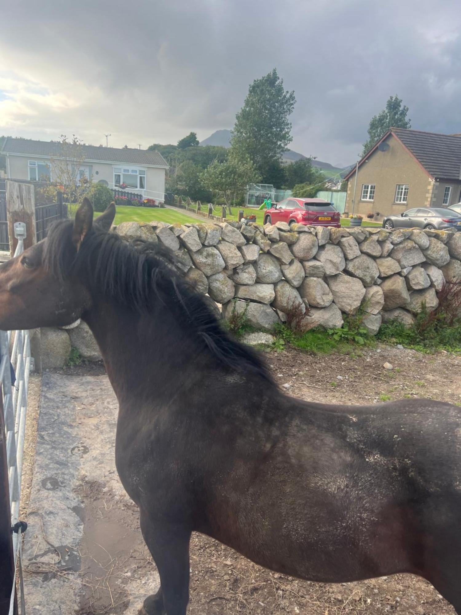 Moneydarragh Cottage Annalong Esterno foto